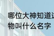 哪位大神知道这个叶子黄绿相间的植物叫什么名字　什么叶什么花的成语