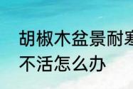 胡椒木盆景耐寒多少度　胡椒木半死不活怎么办