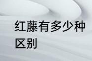 红藤有多少种　千金藤红藤与绿藤的区别