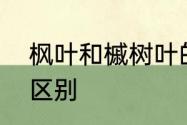 枫叶和槭树叶的区别　枫树与槭树的区别