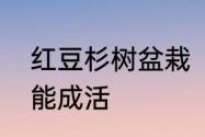 红豆杉树盆栽　红豆杉大树如何栽才能成活