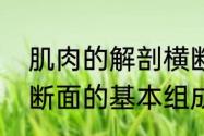 肌肉的解剖横断面名词解释　道路横断面的基本组成有哪些