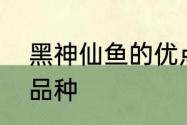 黑神仙鱼的优点和缺点　墨神仙鱼的品种