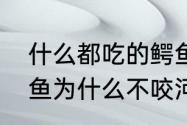 什么都吃的鳄鱼为何不敢吃河马　鳄鱼为什么不咬河马