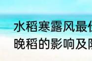 水稻寒露风最佳防治方法　寒露风对晚稻的影响及防御对策有哪些