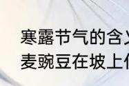 寒露节气的含义是什么　寒露霜降胡麦豌豆在坡上什么意思