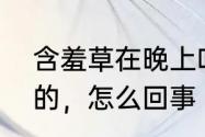 含羞草在晚上叶子有张开的还有合拢的，怎么回事