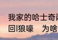 我家的哈士奇两个多月了，为什么不回l狼嚎　为啥捏哈士奇尾巴他不会叫