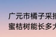 广元市橘子采摘园有哪些地方　广元蜜桔树能长多大