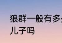 狼群一般有多少公狼　公狼会认自己儿子吗