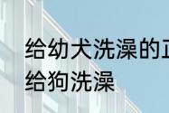 给幼犬洗澡的正确步骤　用什么东西给狗洗澡