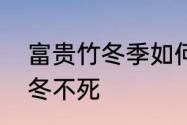 富贵竹冬季如何护理　富贵竹怎么过冬不死