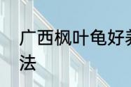 广西枫叶龟好养吗　枫叶龟的饲养方法