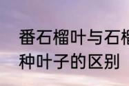 番石榴叶与石榴叶的区别　番石榴品种叶子的区别