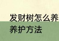 发财树怎么养才茂盛　发财树的长期养护方法