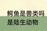 鳄鱼是兽类吗　鳄鱼是水生动物，还是陆生动物