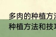 多肉的种植方法以及注意事项　多肉种植方法和技巧