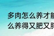 多肉怎么养才能长得大又粗　玉露怎么养得又肥又胖