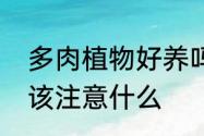 多肉植物好养吗喜阴还是喜阳如果养该注意什么