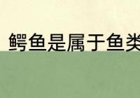 鳄鱼是属于鱼类吗　鳄鱼属于鱼类吗