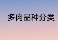 多肉品种分类　多肉有哪几种类型