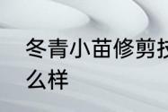 冬青小苗修剪技巧　桔子树小苗长什么样