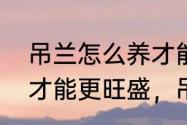 吊兰怎么养才能更旺盛　吊兰怎么养才能更旺盛，吊兰养多久才会抽穗