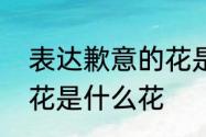 表达歉意的花是什么花　表达歉意的花是什么花