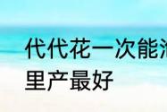 代代花一次能泡多长时间　代代花哪里产最好