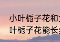 小叶栀子花和大叶栀子花哪个香　大叶栀子花能长多高