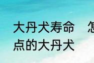 大丹犬寿命　怎样区别大麦丁和带斑点的大丹犬