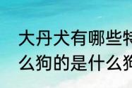 大丹犬有哪些特征　有一种狗叫巨什么狗的是什么狗狗