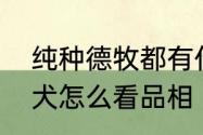 纯种德牧都有什么颜色　纯种德牧幼犬怎么看品相