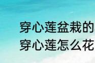 穿心莲盆栽的种植方法和注意事项　穿心莲怎么花盆里种植