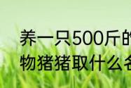 养一只500斤的宠物猪的体验　给宠物猪猪取什么名字好听呢