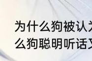 为什么狗被认为是最聪明的宠物　什么狗聪明听话又好养便宜