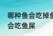 哪种鱼会吃掉鱼屎　有一种鱼为什么会吃鱼屎