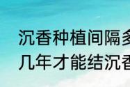 沉香种植间隔多少合适　沉香树苗种几年才能结沉香