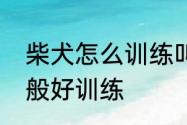 柴犬怎么训练叫一声就回来　柴犬一般好训练