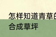 怎样知道青草的种类呢　用哪些草组合成草坪