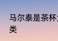 马尔泰是茶杯犬吗　贵宾犬有几种种类