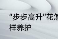 “步步高升”花怎么养　蒸蒸日上花怎样养护