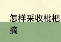 怎样采收枇杷花　无锡哪里有枇杷采摘