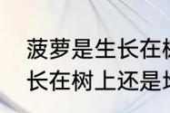 菠萝是生长在树上还是地下　菠萝是长在树上还是地上的