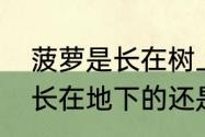 菠萝是长在树上还是地里面　菠萝是长在地下的还是长在树上的