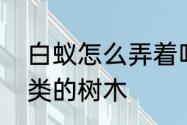 白蚁怎么弄着吃　白蚁喜欢吃什麼种类的树木