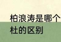 柏浪涛是哪个培训机构　柏浪涛和柏杜的区别