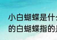 小白蝴蝶是什么品种　一年级课本上的白蝴蝶指的是什么