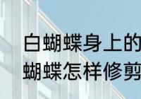 白蝴蝶身上的黄点能变白吗　盆栽白蝴蝶怎样修剪