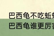 巴西龟不吃蚯蚓怎么回事　娃娃鱼和巴西龟谁更厉害一些